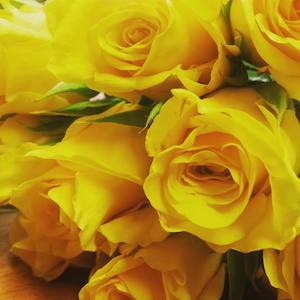 Roses: Yellow Roses
