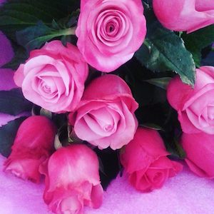 Roses: Pink Roses