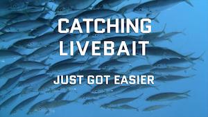 What Is The Blackbow?