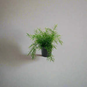 Plants Planters: Potted Asparagus Fern