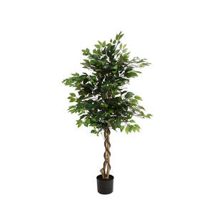 Potted Ficus 1.5