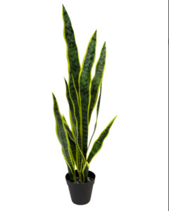 Mother in Laws Tongue