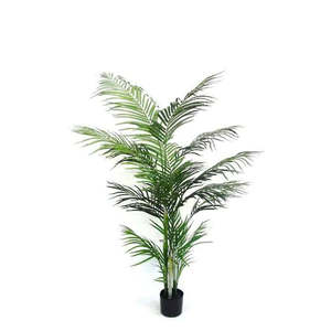 Potted Areca Palm
