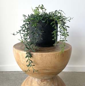 String of Banana - Potted