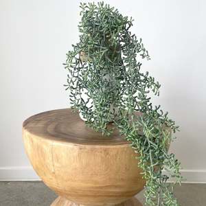 Plants Planters: Cresent Hanging Succulent