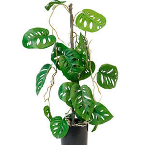 Potted Swiss Cheese Plant