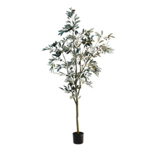 Olive Tree