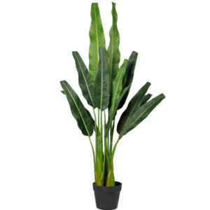 Indoor Plants: Travellers Palm Tree 1.1m
