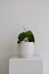 Products: Syngonium Frosted Heart