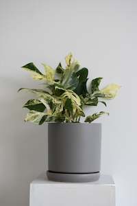 Products: Philodendron Minima Variegated
