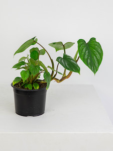 Bespoke Plant Pots: Philodendron Mamei