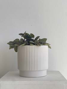 Peperomia SPP