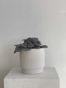 Products: Peperomia Caperata