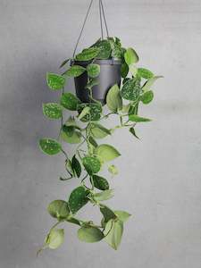 Satin Pothos