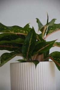 Plants: Aglaonema Night Sparkle