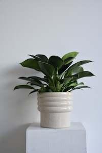 Philodendron Green Princess