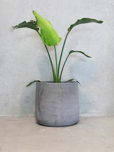 Pots: Dusk Planter Large