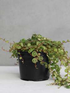 Plants: Peperomia 'String of Turtles'