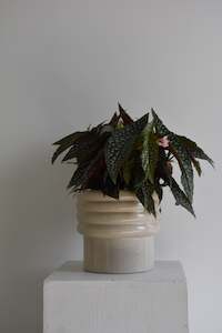 Begonia Hot Spot