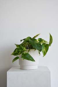 Plants: Epipremnum Golden