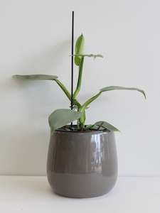 Philodendron Silver Sword