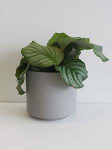 Plants: Calathea Orbifolia