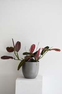Maranta Erythroneura red stripe
