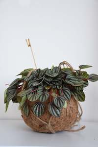 Plants: Kokodama in Peperomia Piccolo