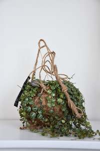 Kokodama String of Turtles