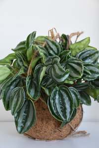 Plants: Kokodama Peperomia Watermelon