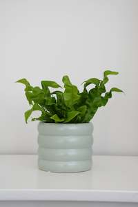 The Wavy Duo Plant & Pot