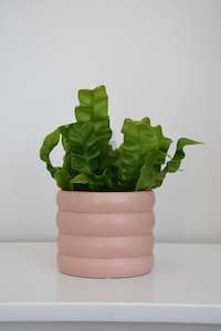 The Wavy Duo Plant & Pot