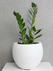 Plants: $65 Monthly Subscription