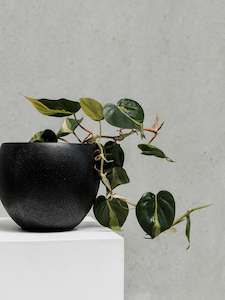 Plants: $25 Monthly Subscription