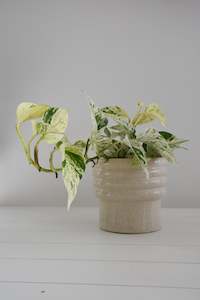 Epipremnum Aureum Snow Queen