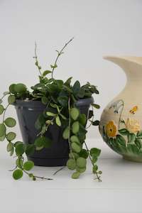 Plants: Hoya Serpens