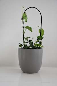 Monstera siltepecana on Arch