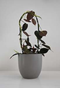 Plants: Philodendron Micans
