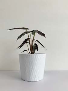 Alocasia Amazonica "Bambino"