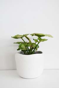 Syngonium Pink Splash in Tusca Pot