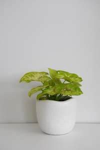 Plants: Syngonium White Butterfly in Tusca Pot