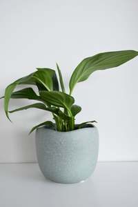 Spathiphyllum in Tusca Pot