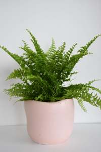 Rabbit’s Foot Fern in Tusca Pot