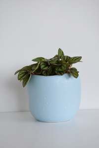 Plants: Peperomia Burbella in Tusca Pot