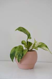 Riva Pot