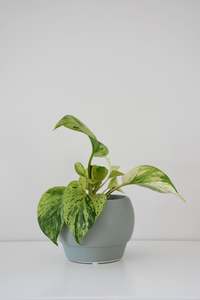 Riva Pot