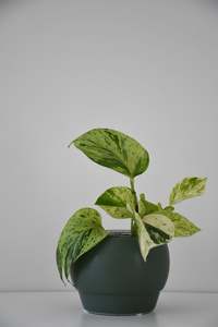 Riva Pot