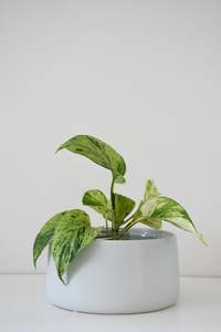 Salma Pot