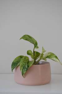 Salma Pot