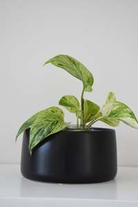 Salma Pot